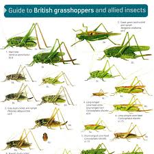 Fsc British Grasshoppers Identification Chart Peoples
