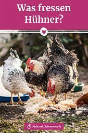 Was Fressen Huhner Tipps Zur Huhnerfutterung Was Fressen Huhner Huhner Huhner Futter