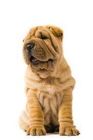 Our dogs are treated as part of our family, and puppies are socialized from the moment they reach this earth. Shar Pei Wachsam Freundlich Und Friedlich Pedigree