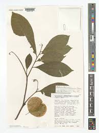 Image result for Petersianthus macrocarpus