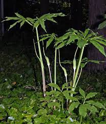 Green dragon, dragonroot arisaema dracontium* (native) family: Seinet Portal Network Arisaema Dracontium