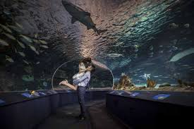 Toronto Ripley S Aquarium Engagement Session Ivy And June Focus Photography Ripley Aquarium Toronto Photography Aquarium