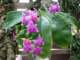 Gambar bunga anggrek putih bulan violet jingga ungu hitam dan berbagai macam warna cantik dan indah lengkap dengan penjelasannya. Kumpulan Gambar Bunga Anggrek Dan Namanya Alamendah S Blog