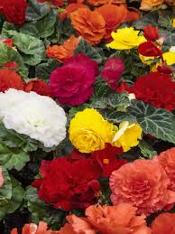 Sun tolerant begonia for hanging baskets, window boxes, containers or border planting. Buy Begonia Bulbs Pack Of 15 Begonia Corms Award Winning Harts Nursery