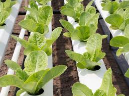 Growing spinach is one of those garden tasks that seem positively effortless compared to some others. Indoor Hydroponic Spinach How Do You Grow Hydroponic Spinach