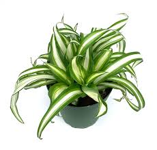 Image result for Chlorophytum hirsutum