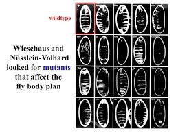 Click here and tell us. Flies Are Quick The Fly Body Plan Each Segment Has A Unique Identity And Produces Distinctive Structures 3 Head 3 Thorax 8 Abdomen Ppt Download