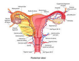 Human anatomy map | human anatomy female, human body. 77 156 Best Female Anatomy Images Stock Photos Vectors Adobe Stock