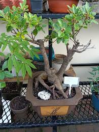 Image result for Ficus sansibarica
