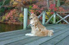Find golden retriever puppies and breeders in your area and helpful golden retriever information. 96 Best Gold Golden Retrievers Puppies For Sale Ideas Puppies Retriever Puppy Puppies For Sale