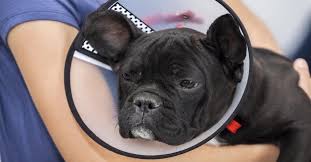 Vaccination, consultation, hospitalisation, laboratory and imaging, orthopedic surgery, dental surgeries first, pet space is one of the few vet clinics in singapore that operate 24 hours for the whole year, allowing pet owners with urgent concerns to. 24 Hour Vets In Singapore The Complete List Sorted By Location