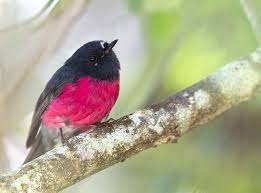 Uk Birds With Yellow Feathers Fairy Wren Pink Robin By Callocephalon Photography On Flickr Beautiful Birds Birds Robin Photos