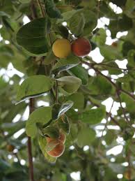 Check spelling or type a new query. Fruit Trees Sidr Tree Fruit