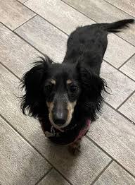 Lost dog by Paloma park off lake pleasant pkwy peoria az. It ran away from  us. Couldn't get closer