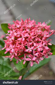 Blooming Beautiful Flower Ashoka Tree Stock Photo Edit Now 1725612703 Beautiful Flowers Bloom Flowers
