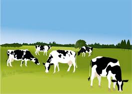 Cows Agriculture Background With Field Cows Aff Agriculture Cows Background Cows Field Ad In 2020 Animal Silhouette Business Icons Vector Cartoon Cow