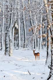 Roe Deer In Snowy Woods Getty Images Winter Scenery Painting Snow Snowy Woods
