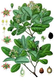 Image result for Monimiaceae