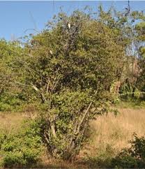 Image result for Strophanthus amboensis