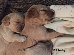 Email us now for more info! Cockapoo Cottage Family Raised Cockapoos Va Wv Dc Md Sc Nc Sc De Ct Ma