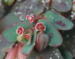 Image result for Euphorbia inaequilatera