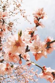 Download, share or upload your own one! 35 Gentle Og Pleasing Floral Baggrunde Flower Iphone Wallpaper Flower Aesthetic Spring Wallpaper