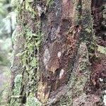 Image result for Balfourodendron