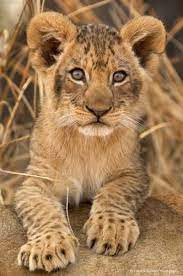 Pin By Kate Gilmore On Lion Camp Gallery Animals Cute Animals Baby Animals