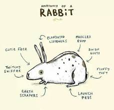 Pin By Mickey Fantastic On Fuzz Fluff Feathers Rabbit Art Cute Little Animals Anatomy