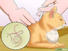 كيفية مساعدة قطتك على عدم التقيؤ 11 خطوة صور توضيحية wikihow