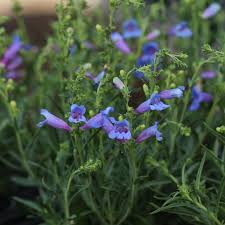 Image result for Penstemon
