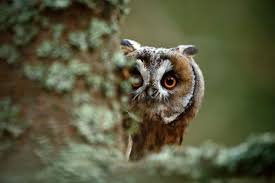 Owl Symbolism What Does It Mean When You See An Owl Owl Symbolism Owl Animal Meanings