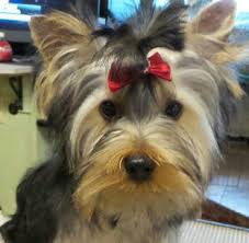 Details Of Yorkie Coloring Yorkshire Terrier Information