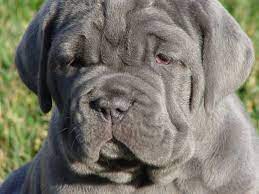 Google Image Result For Http Www Neapolitan Com 7wk5 Jpg Mastiff Puppies English Mastiff Puppies Mastiffs