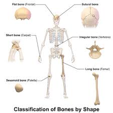 The shaft tends to be cylindrical in form. Introduction To Bone Boundless Anatomy And Physiology
