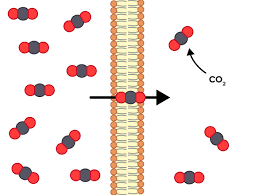 Passive Transport Read Biology Ck 12 Foundation