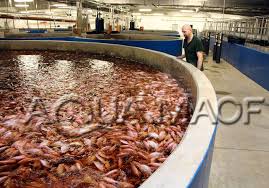 Fish Industrial Ras Design Engineering Aquaculture Tilapia Balik