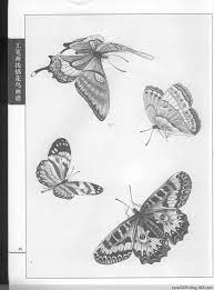 工笔画白描 蝴蝶 水韵清香 水韵清香 art art pictures butterfly