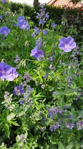 Geranium Orion And Nepeta Six Hills Giant One Of My Favourite Combinations Wild Geranium Geraniums Sun Loving Plants