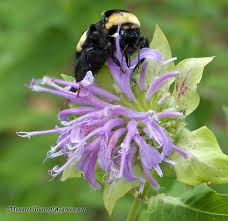 Plant a garden full of flowers that attract pollinators and feed a diversity of larval insects. Butterfly Plants List Butterfly Flowers And Host Plant Ideas