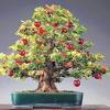 Meyer lemon trees (citrus meyeri) and calamondin orange trees (c. Https Encrypted Tbn0 Gstatic Com Images Q Tbn And9gcsn71ugg4w8 Eqcrv0vei8pipaeptoqwmccz2todokh3u7 1nwf Usqp Cau