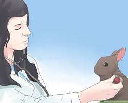 How To Care For Mini Lop Rabbits With Pictures Wikihow