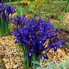 First spring flowers, seasonal blossom of purple crocus, spring floral background. 25 Of The Best Early Spring Blooming Flowers Gardener S Path