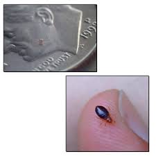 Bed bug control treatment will help you get rid bed bugs today. Are Bed Bugs And Chiggers The Same Nashville Mt Juliet Tn