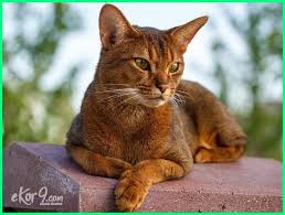 Apakah kucing peliharaanmu saat ini termasuk dalam kategori jenis kucing paling cantik di dunia? 10 Jenis Kucing Paling Cantik Dan Comel Di Dunia Dunia Fauna Hewan Binatang Tumbuhan Dunia Fauna Hewan Binatang Tumbuhan