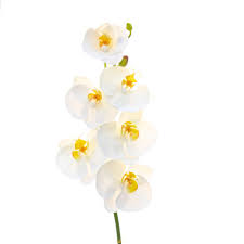 Maybe you would like to learn more about one of these? Luxury Artificial Short Phalaenopsis Orchid Amaranthine Blooms Amaranthine Blooms Uk