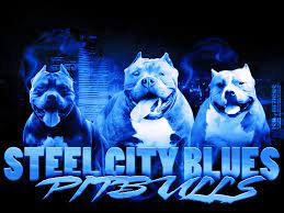 Maybe you would like to learn more about one of these? Pitbull Puppies For Sale Blue Pitbull Kennel Pa Blue Nose Pitbulls In Pa Pitbull Kennel Pitbull Puppies
