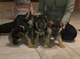 Bloat in german shepherd dogs. German Shepherd Puppy For Sale In Hagerstown Maryland Classified Americanlisted Com