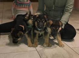 Healthy and trained german shepherd puppies from expert dog breeder. German Shepherd Puppy For Sale In Hagerstown Maryland Classified Americanlisted Com