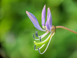 Image result for Cleome rutidosperma